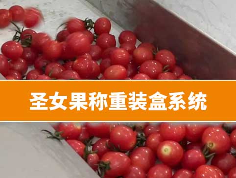 圣女果稱重裝盒系統(tǒng)