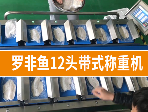 羅非魚(yú)12頭帶式稱重機(jī)