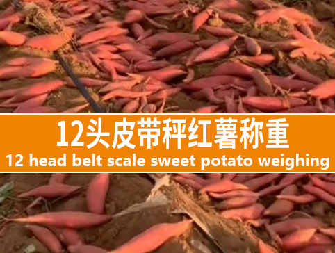 12頭皮帶秤紅薯稱重